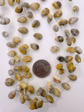 mexican crazy lace agate, 12x8x5mm teardrop pendant, 15" strand, sold per strand