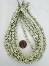 matte celery green white, star motif,  carved design, vintage look acrylic, 10x10x3mm carved star, 15" strand, sold per strand