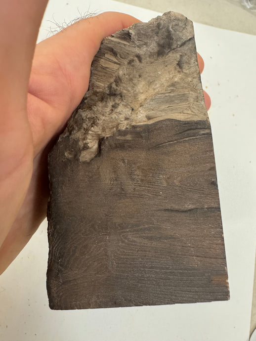 raw and cut edges petrified wood, 1.39 pound 1 piece lot, for lapidary or mineral sample display use, no holes