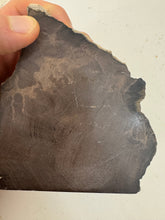 raw and cut edges petrified wood, 1.39 pound 1 piece lot, for lapidary or mineral sample display use, no holes