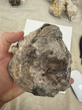 raw and cut edges petrified wood, 1.39 pound 1 piece lot, for lapidary or mineral sample display use, no holes