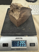 raw and cut edges petrified wood, 1.39 pound 1 piece lot, for lapidary or mineral sample display use, no holes