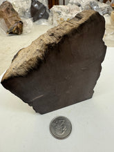 raw and cut edges petrified wood, 1.71 pound 1 piece lot, for lapidary or mineral sample display use, no holes