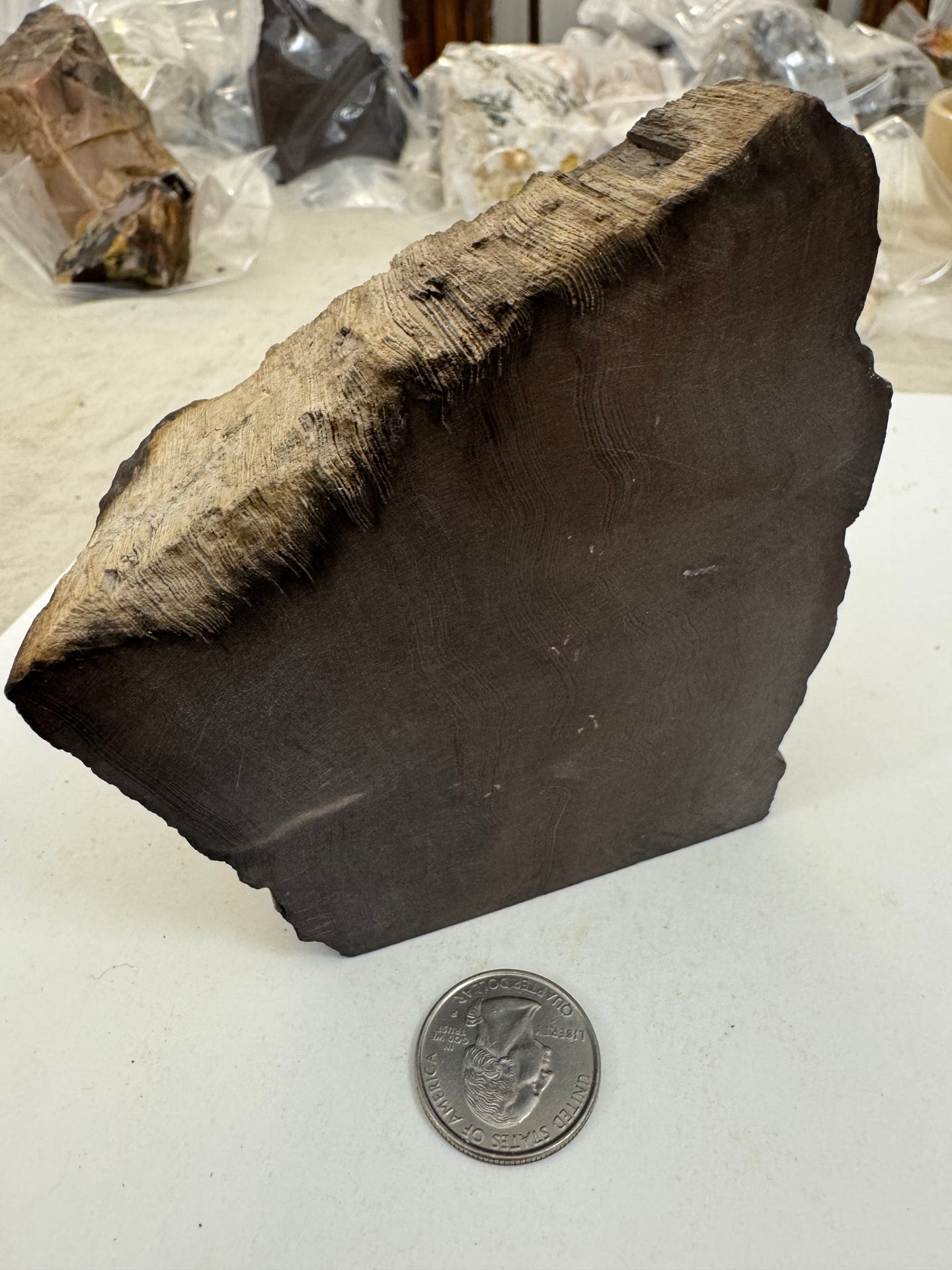 raw and cut edges petrified wood, 1.71 pound 1 piece lot, for lapidary or mineral sample display use, no holes