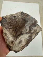 raw and cut edges petrified wood, 1.71 pound 1 piece lot, for lapidary or mineral sample display use, no holes