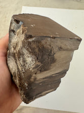 raw and cut edges petrified wood, 1.71 pound 1 piece lot, for lapidary or mineral sample display use, no holes