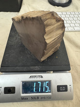 raw and cut edges petrified wood, 1.71 pound 1 piece lot, for lapidary or mineral sample display use, no holes