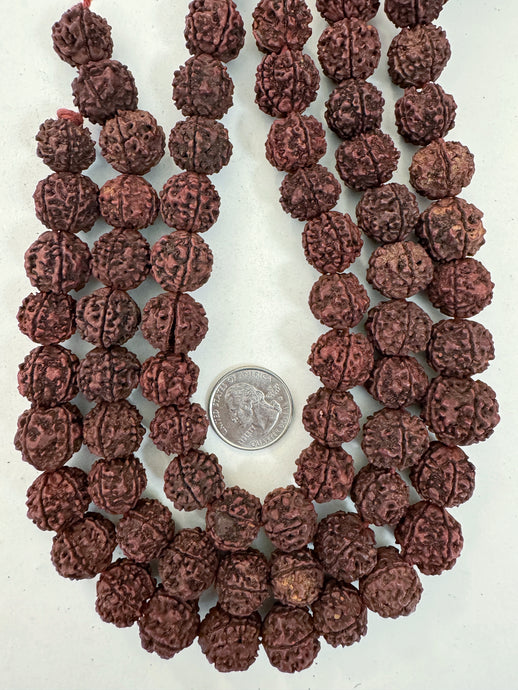 dark red brown rudraksha seed, vintage stock, 14-18mm assorted size, 15
