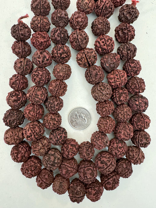 dark red brown rudraksha seed, vintage stock, 18-21mm assorted size, 15