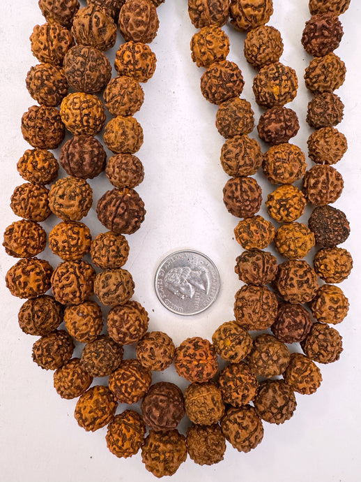 orange rudraksha seed, vintage stock, 13-16mm assorted size, 15