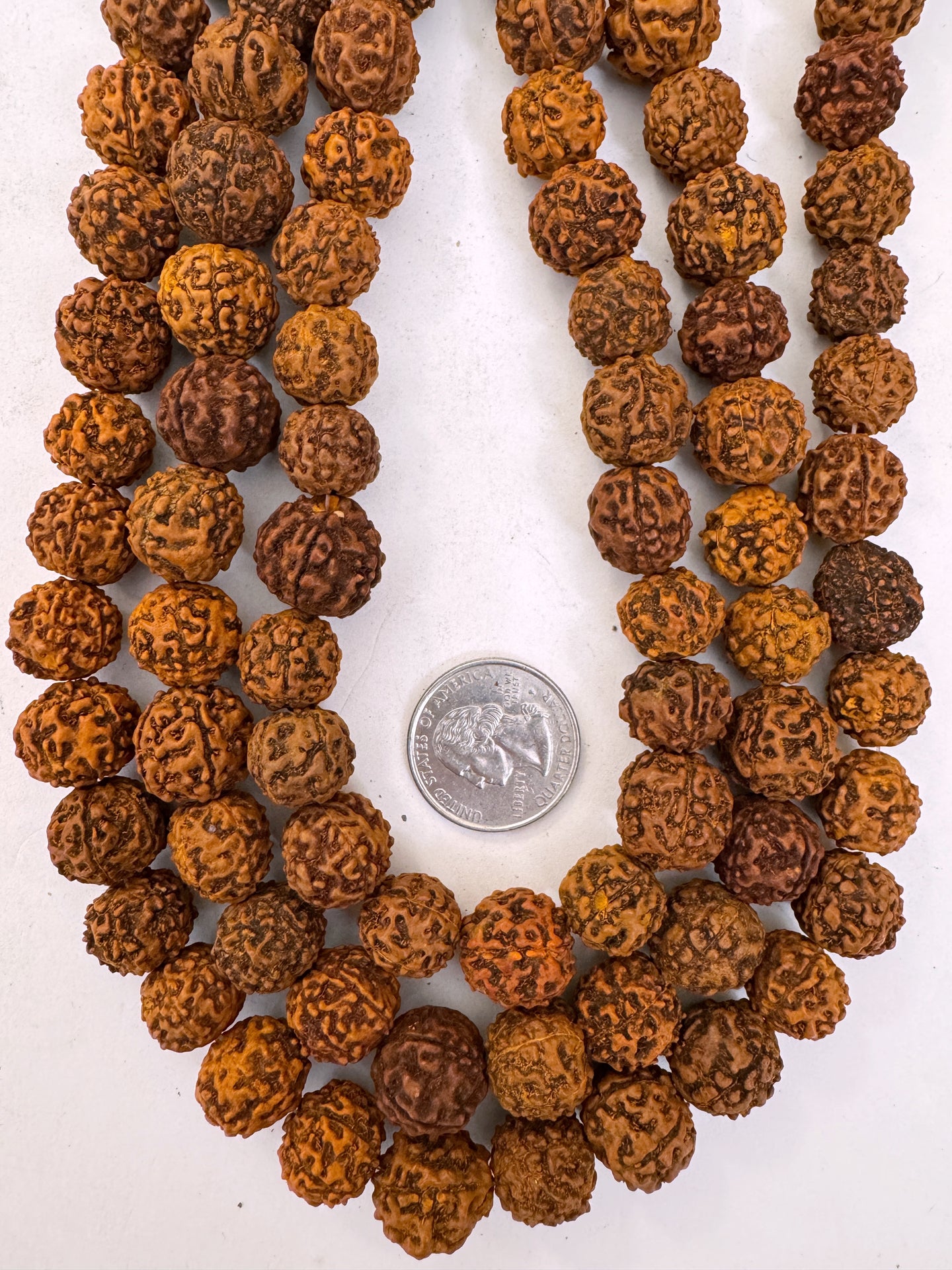 orange rudraksha seed, vintage stock, 13-16mm assorted size, 15