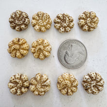off white, hand carved spotted flower motif, vintage stock chinese bone, 17x17x8mm coin, SOLD PER BEAD