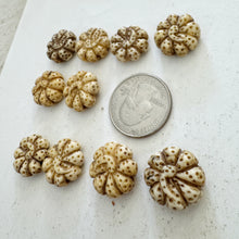 off white, hand carved spotted flower motif, vintage stock chinese bone, 17x17x8mm coin, SOLD PER BEAD